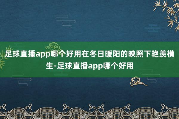 足球直播app哪个好用在冬日暖阳的映照下艳羡横生-足球直播app哪个好用